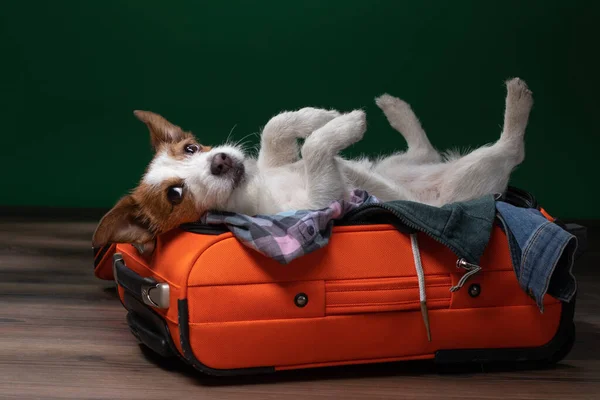 Hundresor. Jack Russell Terrier ljuger och spelar i en resväska.. — Stockfoto