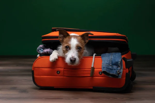 Il cane sbircia fuori da una valigia. Jack Russell Terrier sta per viaggiare . — Foto Stock