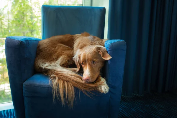 Perro en un sillón azul junto a la ventana. Nova Scotia Duck Tolling Retriever dentro — Foto de Stock