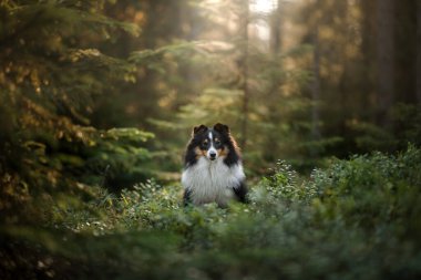Ormandaki köpek. Güneş ışığı. Doğada evcil hayvan. Sheltie doğada üç renkli