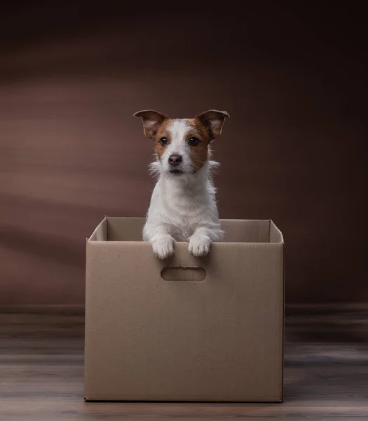 dog in a box, moving. Pet at home. Funny jack russell terrier. Mail, package