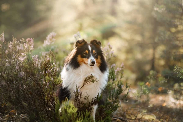 Cão na floresta. Luz solar. Animal de estimação na natureza. Sheltie tricolor na natureza — Fotografia de Stock