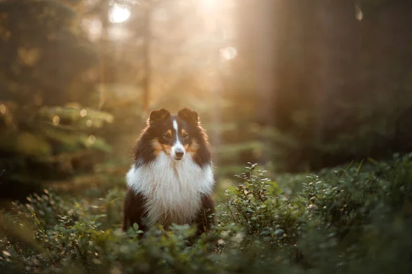 Cão na floresta. Luz solar. Animal de estimação na natureza. Sheltie tricolor na natureza — Fotografia de Stock