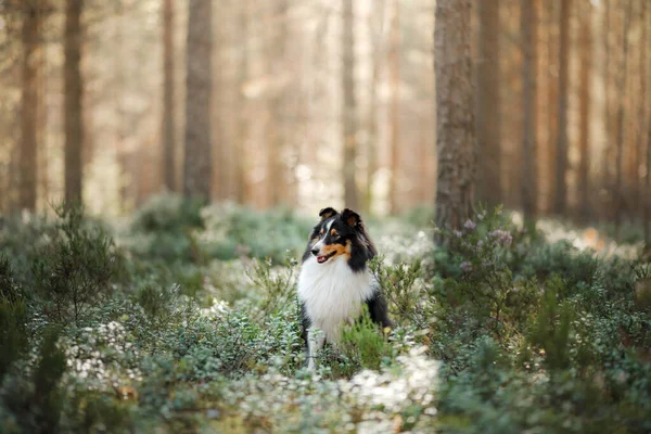 Perro en el bosque. Luz del sol. Mascota en la naturaleza. Sheltie tricolor en la naturaleza — Foto de Stock
