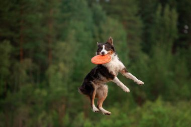 Köpekle spor. Border Collie diski yakalıyor. Etkin yaşam