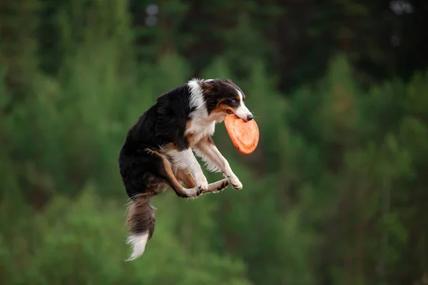 Sport se psem. Hraniční kolie chytí disk. Aktivní životní styl — Stock fotografie