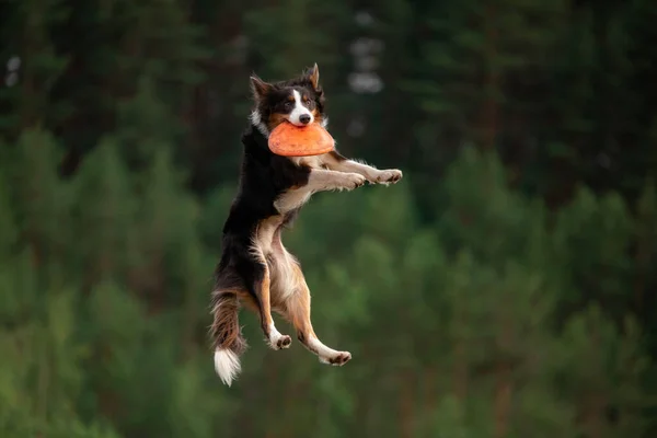 Αθλητισμός με σκύλο. Ο Border Collie πιάνει το δίσκο. Ενεργός ζωή — Φωτογραφία Αρχείου