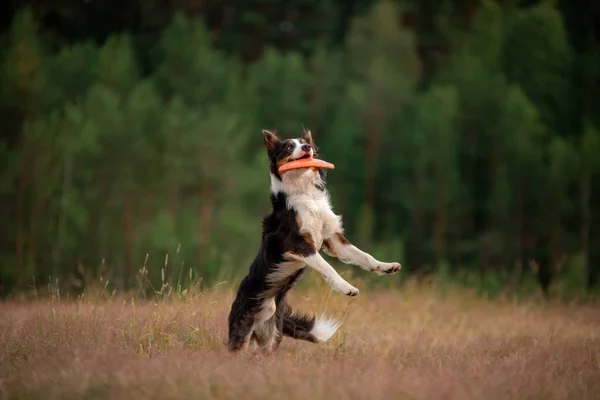 Sport med en hund. Border Collie fångar skivan. Aktiv livsstil — Stockfoto
