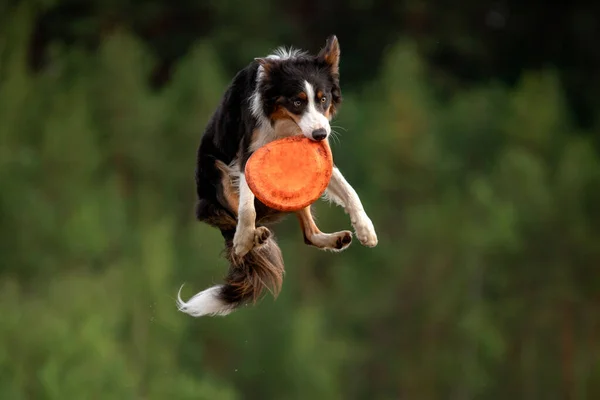 Olahraga dengan anjing. Border Collie menangkap disk. Umur aktif — Stok Foto