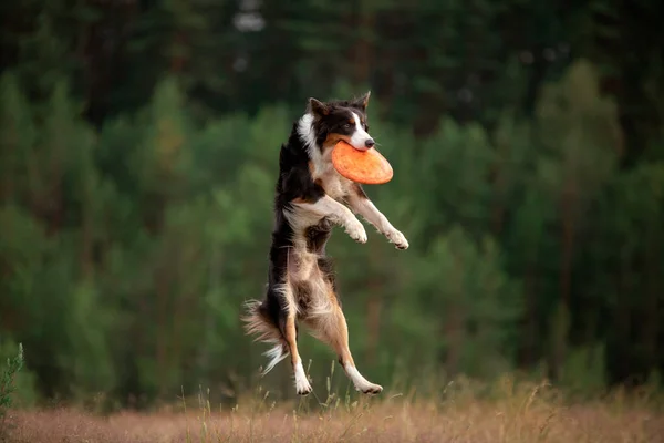 Sport mit Hund. Border Collie fängt die Scheibe. Aktiver Lebensstil — Stockfoto