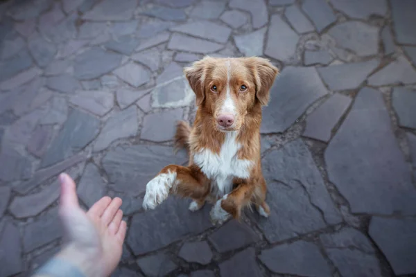 The dog gives a paw. Obedient pedigreed Nova Scotia Duck Tolling