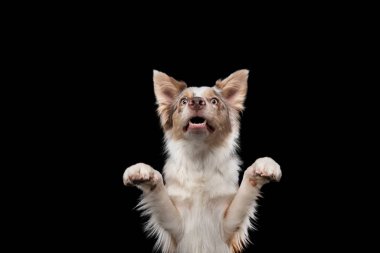 Komik köpek ağızlıkları. Siyah arka planda komik sınır çoban köpeği yüz ifadeleri.