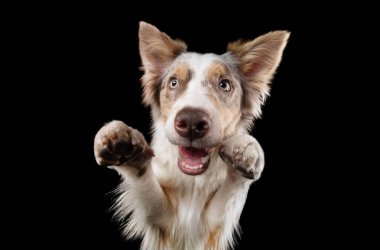 Komik köpek ağızlıkları. Siyah arka planda komik sınır çoban köpeği yüz ifadeleri.