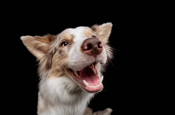 Grappige honden muilkorven. grappige rand collie op een zwarte achtergrond gezichtsuitdrukkingen. — Stockfoto