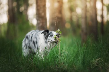 Parktaki köpek çimlerdeki doğa üzerinde. Marble Komik Sınır Collie