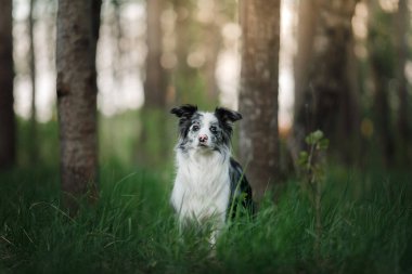 Parktaki köpek çimlerdeki doğa üzerinde. Marble Komik Sınır Collie