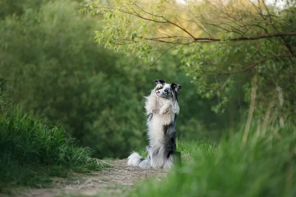 Hund i parken på naturen i gräset. Marmor rolig gräns Collie — Stockfoto