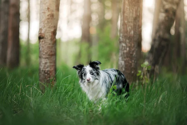 Hund i parken på naturen i gräset. Marmor rolig gräns Collie — Stockfoto