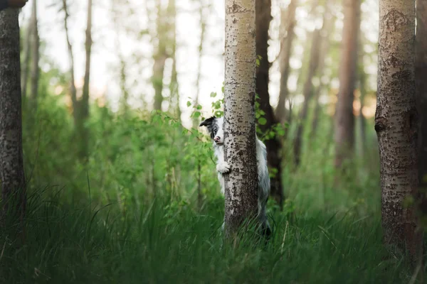 Dog in the park on the nature in the grass. Marble Funny Border Collie — Stock Photo, Image