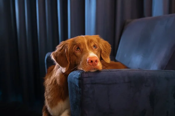 Pes na gauči v interiéru hotelu nebo domova. Nova Scotia Duck Tolling Retriever uvnitř — Stock fotografie