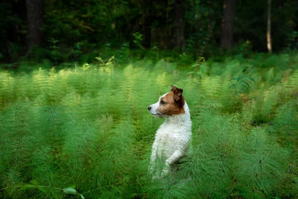 Mały piesek na trawie. Zabawny Jack Russell terrier w przyrodzie — Zdjęcie stockowe