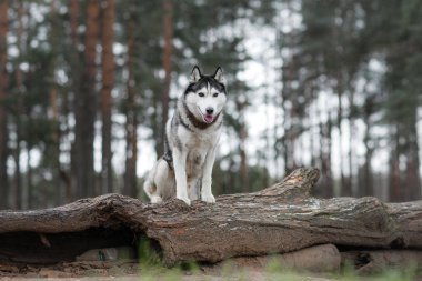 Köpek ormanda duruyor. Sibirya Husky 'si