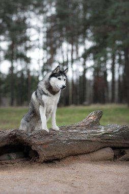 Köpek ormanda duruyor. Sibirya Husky 'si