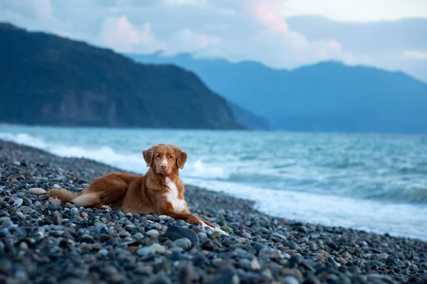 Собака у відпустці. Нова Шотландія Качка Толлінг Ревевер лежить на березі моря.. — стокове фото