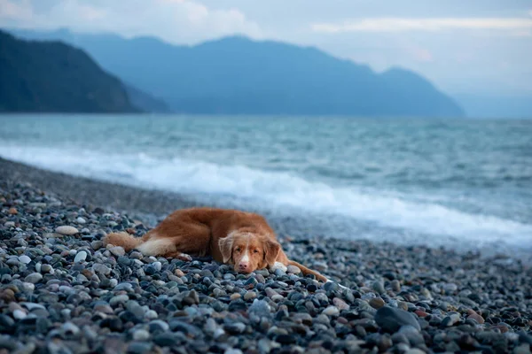 dog on vacation. Nova Scotia Duck Tolling Retriever lying on the beach by the sea.