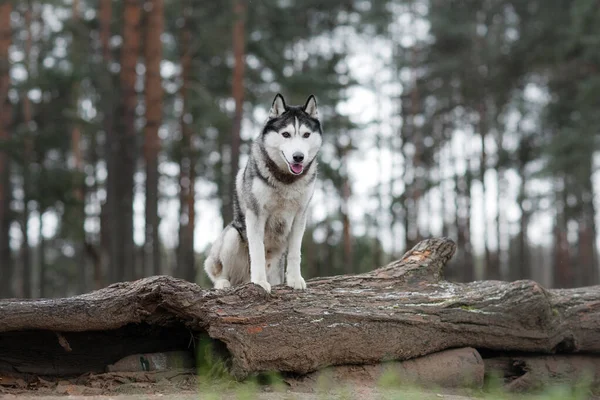 Perro está en el bosque. Husky siberiano en la naturaleza —  Fotos de Stock