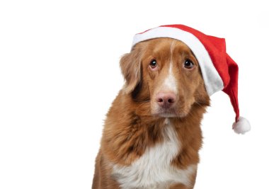 Noel şapkalı bir köpek. Beyaz arka planda Nova Scotia Duck Tolling Retriever