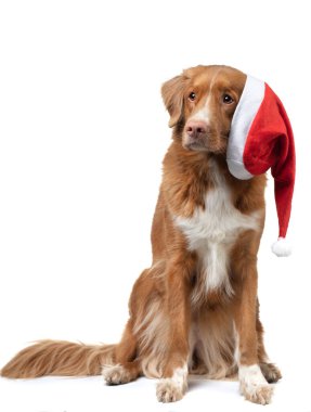 Noel şapkalı bir köpek. Beyaz arka planda Nova Scotia Duck Tolling Retriever