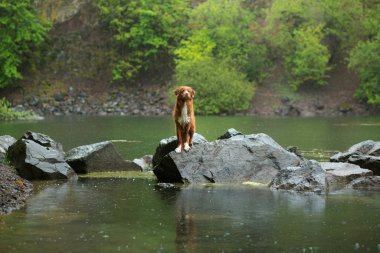 Köpek yağmurda bir taşın üzerinde duruyor. Hayvanınla yürü. Nova Scotia Duck Tolling Retriever doğada