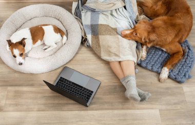 Evde dizüstü bilgisayarda çalışan iki köpek ve bir kız. Nova Scotia Duck Tolling Retriever ve Jack Russell Terrier.