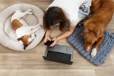 Evde dizüstü bilgisayarda çalışan iki köpek ve bir kız. Nova Scotia Duck Tolling Retriever ve Jack Russell Terrier.