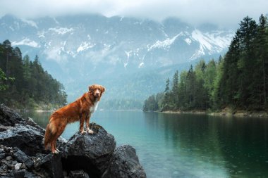 Bir köpekle seyahat etmek. Nova Scotia Duck Tolling Retriever dağların arkasındaki gölde bir kayanın üzerinde duruyor..