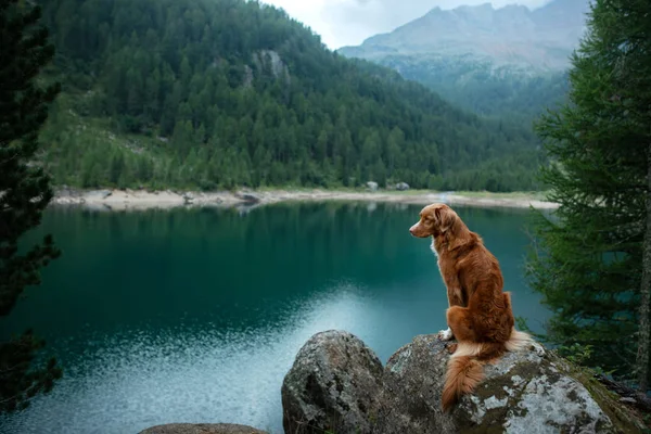 Podróżuje z psem. Nova Scotia Duck Tolling Retriever stoi na skale na jeziorze w tle gór. — Zdjęcie stockowe