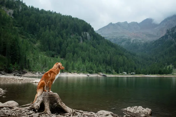 Viajando con un perro. Nova Scotia Duck Tolling Retriever se encuentra en una roca en un lago en el fondo de las montañas . — Foto de Stock