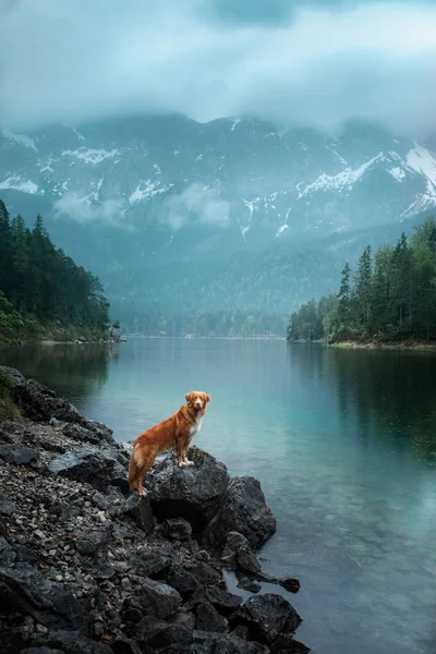 Voyager avec un chien. Nouvelle-Écosse Duck Tolling Retriever se dresse sur un rocher sur un lac en arrière-plan de montagnes . — Photo