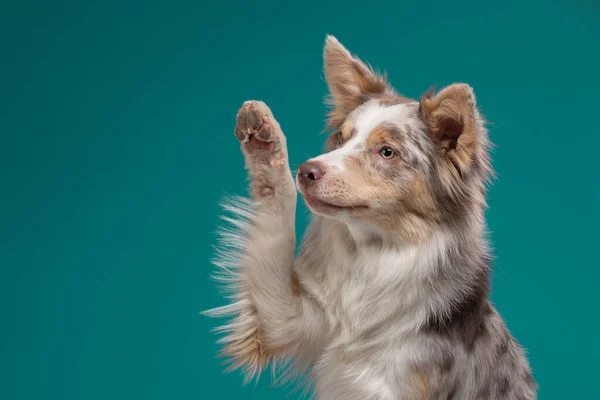 O cão acena a pata. Fronteira Collie em um fundo azul. Pet no estúdio — Fotografia de Stock