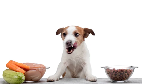 Natürliche Fütterung für Hunde. Der kleine Jack Russell Terrier wählt eine Mahlzeit. Rohkost versus Trockenkost. — Stockfoto
