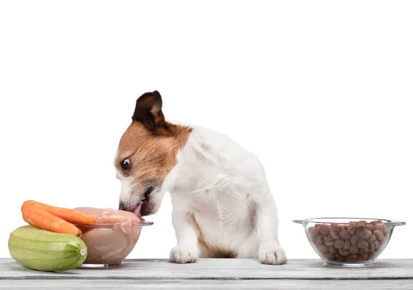 Alimentation naturelle pour chiens. Le petit Jack Russell Terrier choisit un repas. Aliments crus versus aliments secs . — Photo