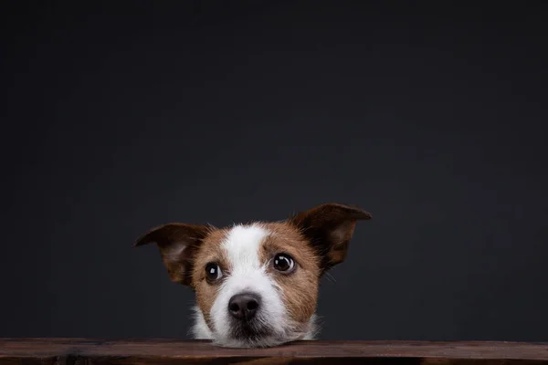 O cão espreita para fora da mesa. Jack Russell Terrier no estúdio em um fundo escuro — Fotografia de Stock