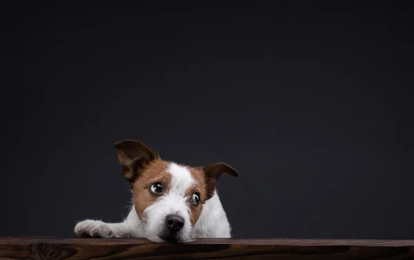 Ο σκύλος κρυφοκοιτάζει από το τραπέζι. Jack Russell Terrier στο στούντιο σε σκοτεινό φόντο — Φωτογραφία Αρχείου