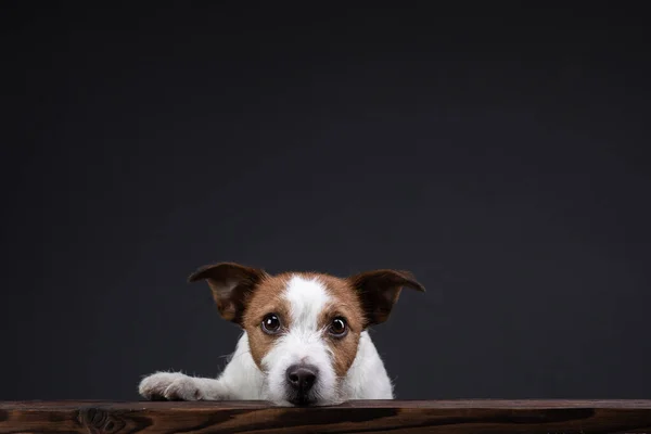 El perro se asoma fuera de la mesa. Jack Russell Terrier en el estudio sobre un fondo oscuro —  Fotos de Stock