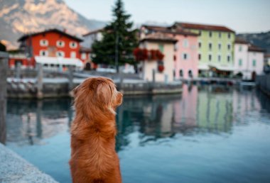 Bir evcil hayvanla seyahat. İtalya 'da gezinti alanında bir köpek. Nova Scotia Duck Tolling Retriever gölün kenarında poz veriyor