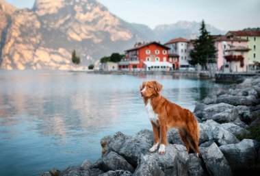 Bir evcil hayvanla seyahat. İtalya 'da gezinti alanında bir köpek. Nova Scotia Duck Tolling Retriever gölün kenarında poz veriyor
