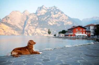 Bir evcil hayvanla seyahat. İtalya 'da gezinti alanında bir köpek. Nova Scotia Duck Tolling Retriever gölün kenarında poz veriyor