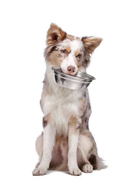 Dog holds a bowl for food in his teeth. healthy food for pets. Border Collie on a white background. Stock Photo