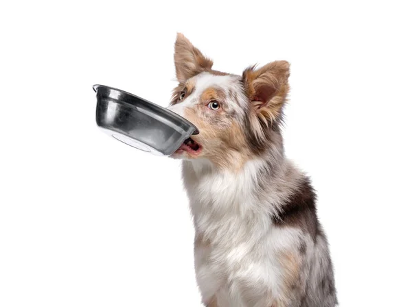 Dog holds a bowl for food in his teeth. healthy food for pets. Border Collie on a white background. Royalty Free Stock Photos